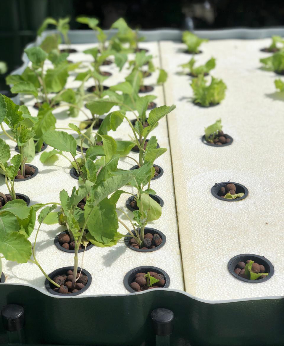 Aquaponics in Mauritius