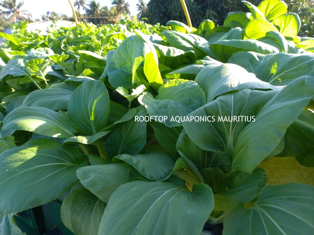 Rooftop Aquaponics in Mauritius