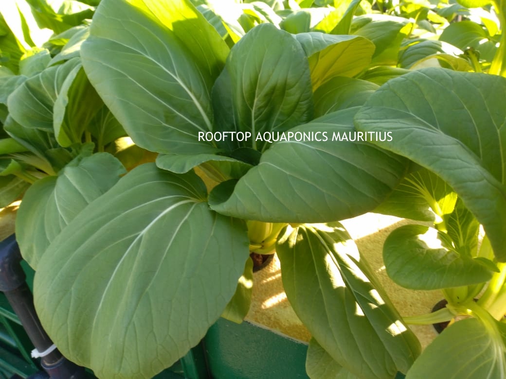 Rooftop Aquaponics in Mauritius