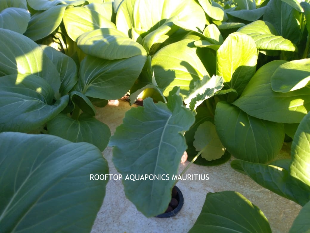 Aquaponics in Mauritius