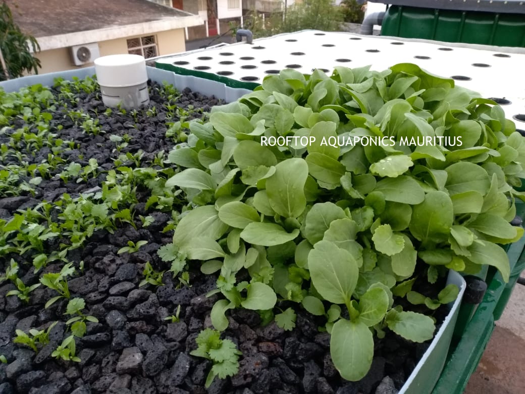 Mauritius Aquaponics