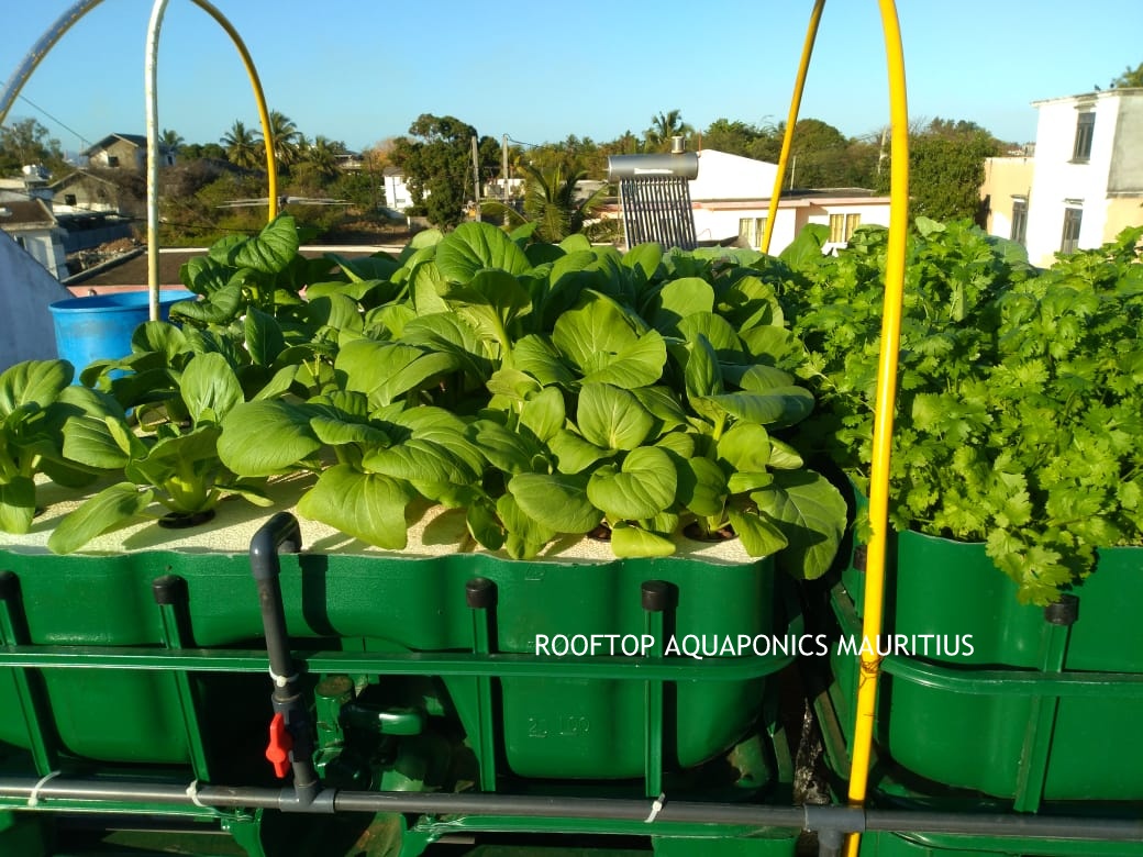 Aquaponics Training Program in Mauritius