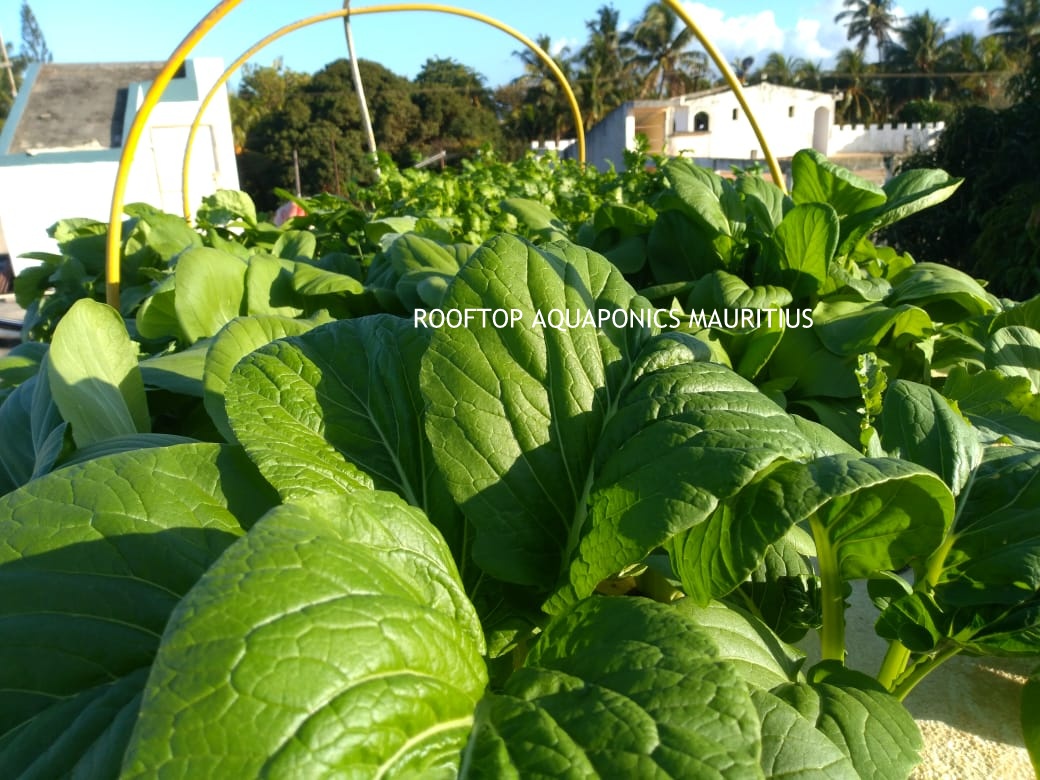 Aquaponic system in Mauritius