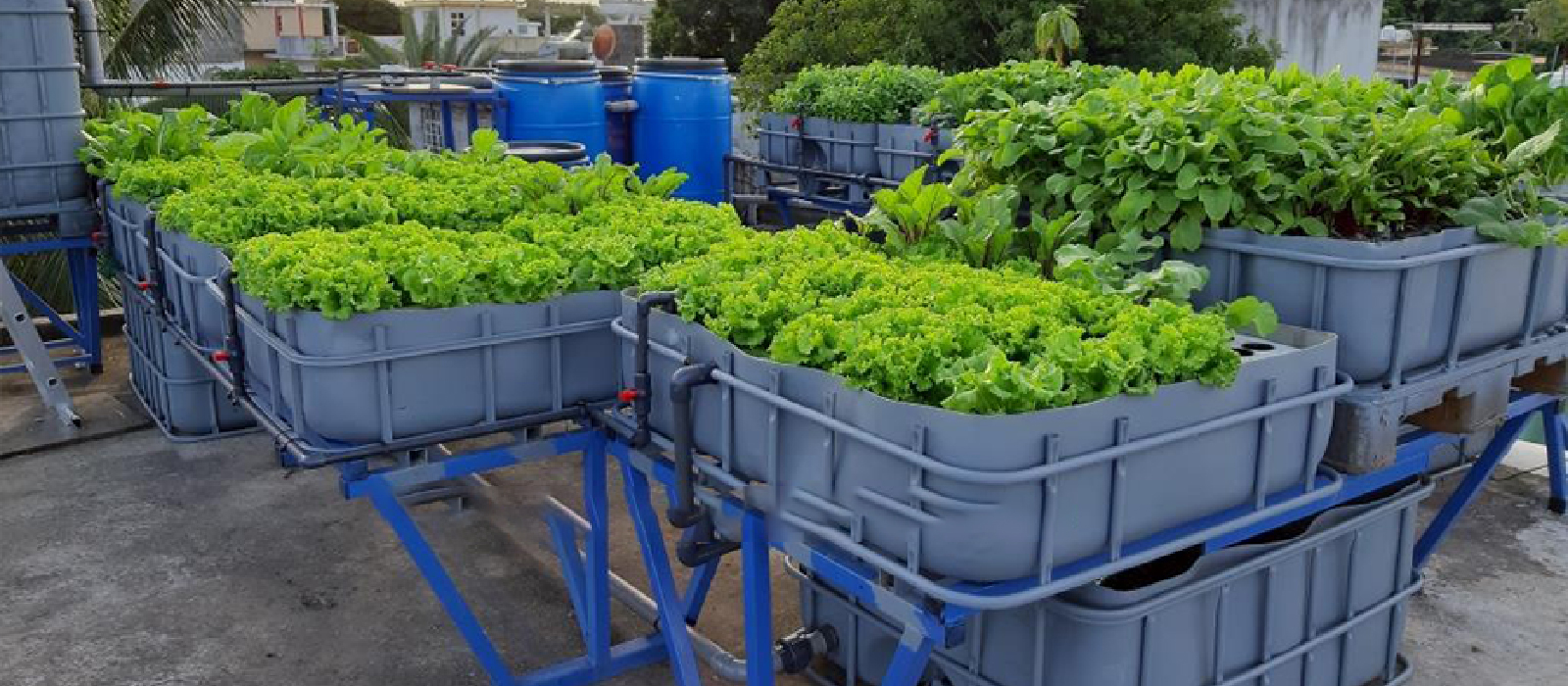 Judex Rooftop Aquaponics Mauritius