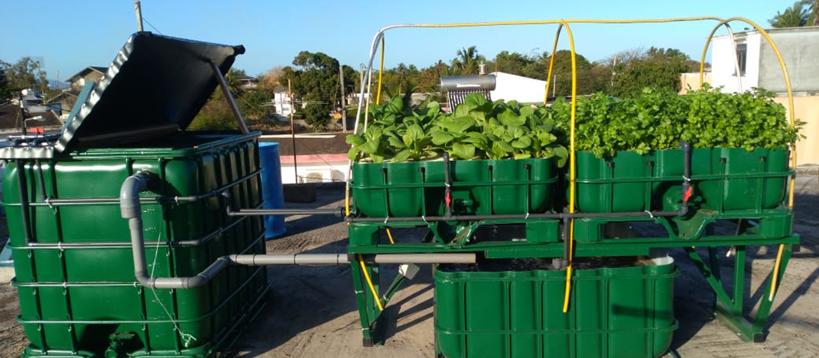 Rooftop Aquaponics in Mauritius