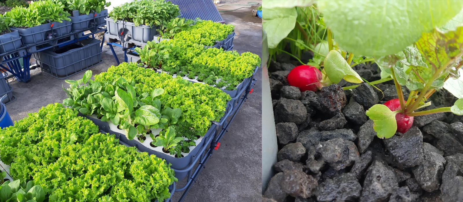 Aquaponics in Mauritius